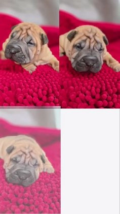 Shar Pei dogs for sale: Grub - Video 1