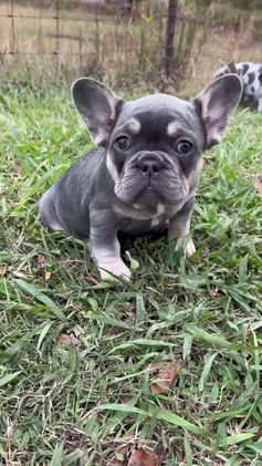 French Bulldog dogs for sale: Diesel - Video 1