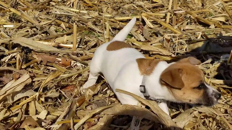 Jack Russell Terrier dogs for sale: Ginger - Video 1