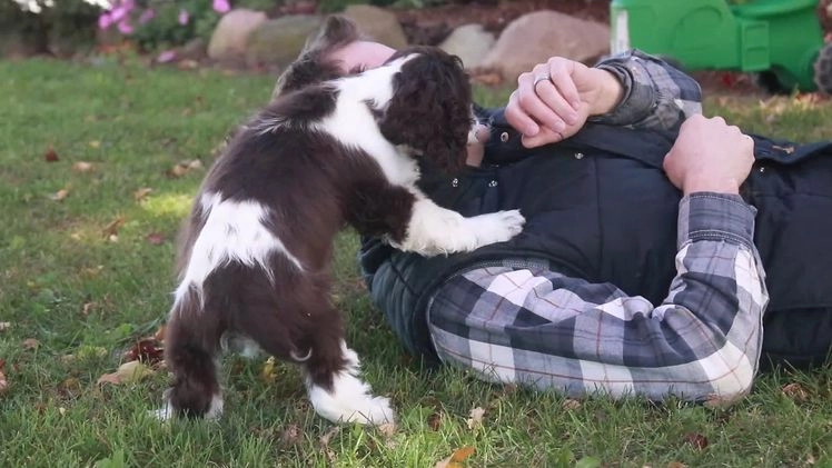 Cocker Spaniel dogs for sale: Pippin - Video 1
