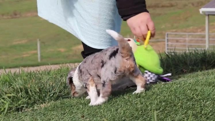 Mini Bernedoodle dogs for sale: Caroline - Video 1