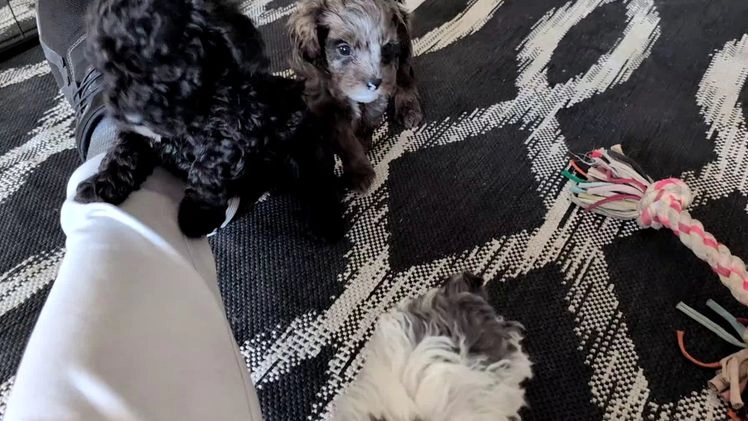 Cockapoo dogs for sale: Shiloh - Video 3