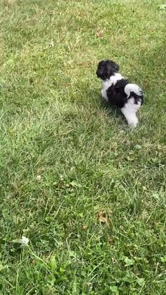 Havanese dogs for sale: Hope  - Video 1