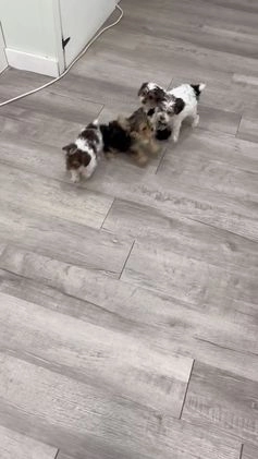 Yorkiepoo dogs for sale: Champ - Video 1