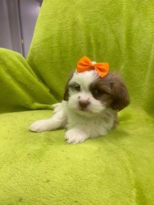 Teddy Bear dogs for sale: Teddy Bear Puppy 3 - Video 1