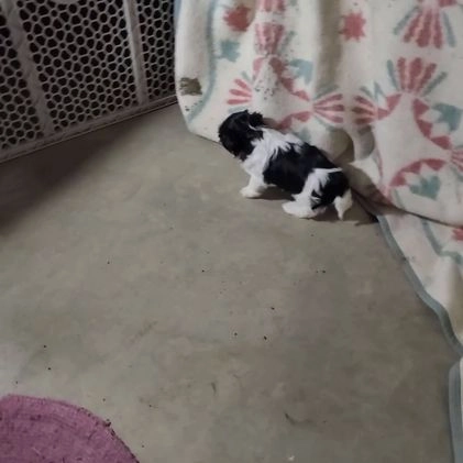 Shih Tzu dogs for sale: Ike - Video 1