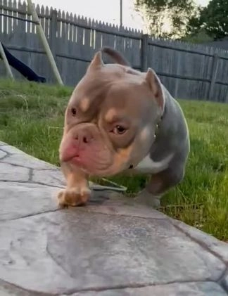 American Bully dogs for sale: American Bully Puppy 1 - Video 3