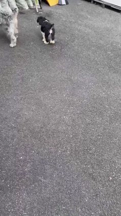 Miniature Schnauzer dogs for sale: BELLA - Video 1