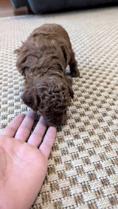 Miniature Poodle dogs for sale: Maverick  - Video 1