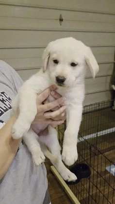 Mixed Breed dogs for sale: Golden shepherd yellow - Video 1