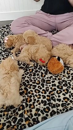 Maltipoo dogs for sale: Joy  - Video 2