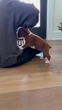 Boxer dogs for sale: Poppi - Video 1