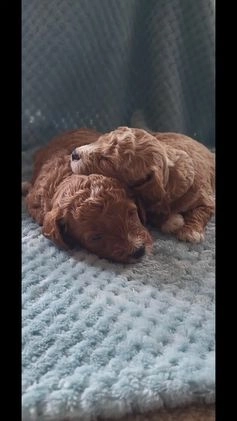 Goldendoodle dogs for sale: Rachel - Video 1