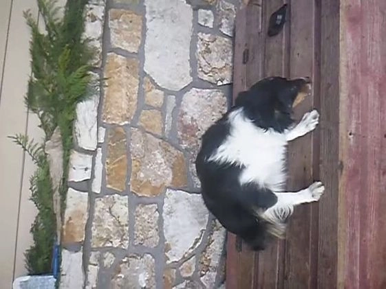 Miniature Australian Shepherd dogs for sale: Lacey (rescue) - Video 1