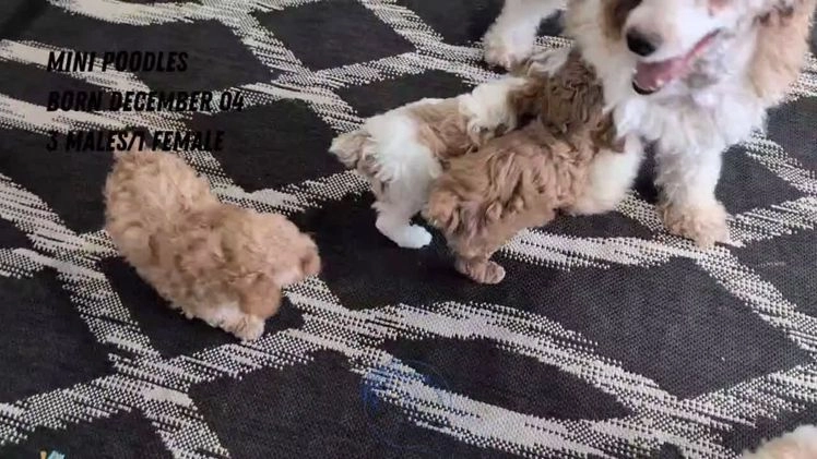 Miniature Poodle dogs for sale: Ziggy - Video 3