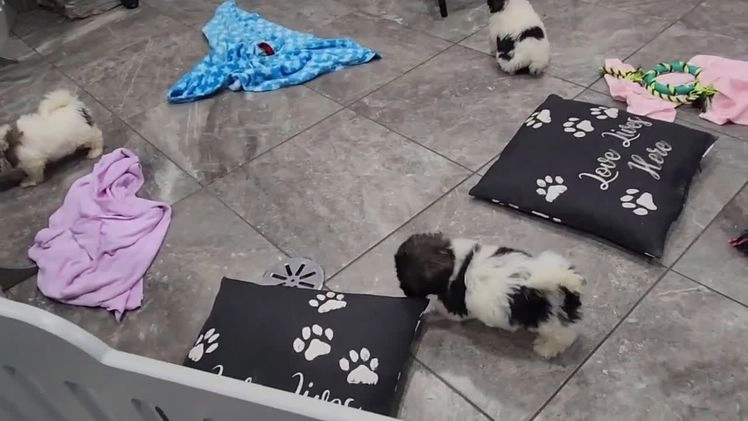 Havanese dogs for sale: TATUM - Video 1