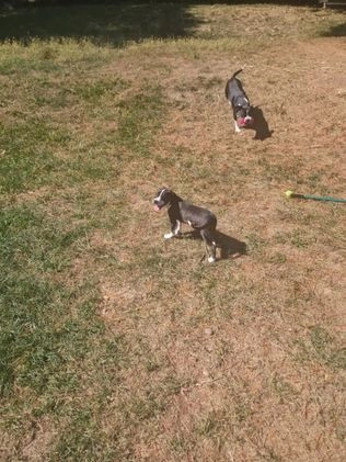 Mixed Breed dogs for sale: Star - Video 2