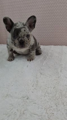 French Bulldog dogs for sale: Gracie - Video 1