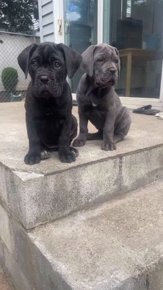 Cane Corso dogs for sale: Cane Corso Puppy 3 - Video 1
