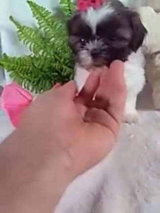 Shih Tzu dogs for sale: Candy - Video 1