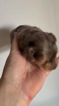 Miniature Dachshund dogs for sale: Miniature Dachshund LH Dapple - Video 1