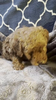 Mixed Breed dogs for sale: Serena - AKC Genetically Tested Parents - Video 1