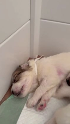 Great Pyrenees dogs for sale: Royal Blue - Video 1