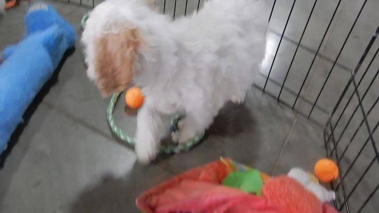 Cockapoo dogs for sale: Selena - Video 1
