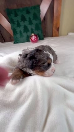 Mini Bernedoodle dogs for sale: Pudding Pop - Video 1