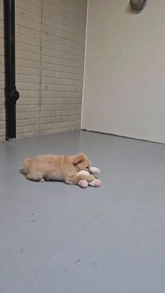 Mini Aussiedoodle dogs for sale: Amy - Video 3