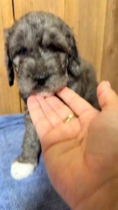 Mixed Breed dogs for sale: Medium F1b Bernedoodle - Sullivan - Video 3