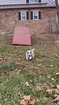 Mixed Breed dogs for sale: Jasper - Video 1