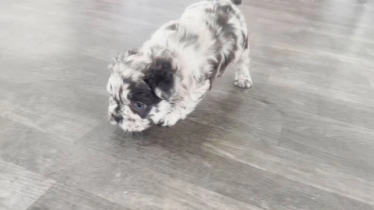 French Bulldog dogs for sale: Ricky - Video 3