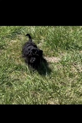 Yorkiepoo dogs for sale: Valentino - Video 1