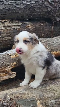 Australian Shepherd dogs for sale: Champ - Video 1