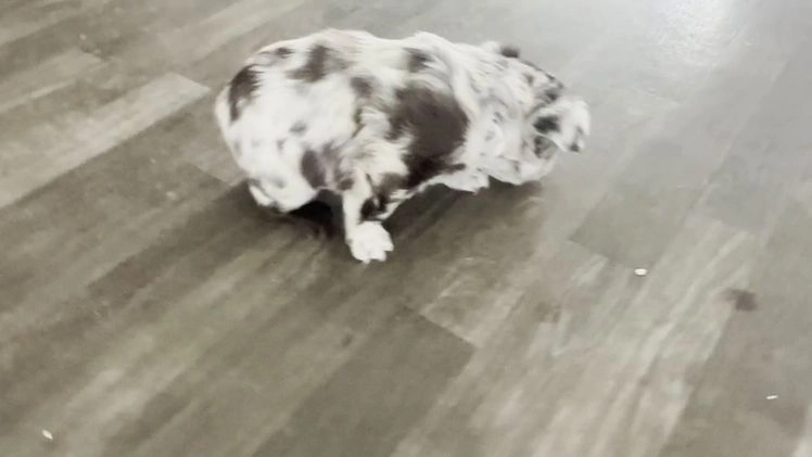 French Bulldog dogs for sale: Ricky - Video 4