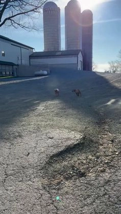 Miniature Poodle dogs for sale: Burt - Video 1