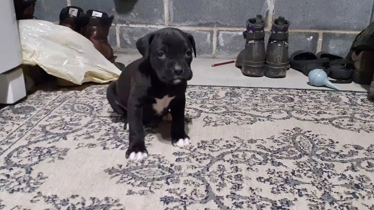 Boxer dogs for sale: Jip -AKC- - Video 1