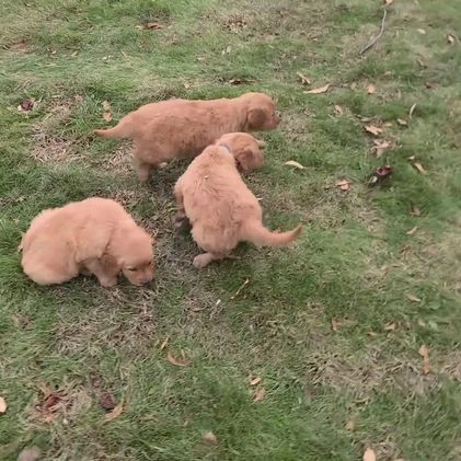 Golden Retriever dogs for sale: Kori - Video 2