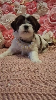 Shih Tzu dogs for sale: Queen - Video 1