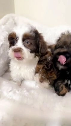 Shihpoo dogs for sale: Oakley  - Video 2
