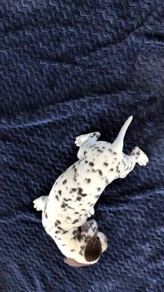 Dalmatian dogs for sale: Penny  - Video 1