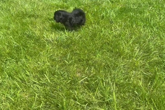 Yorkiepoo dogs for sale: Christian - Video 1