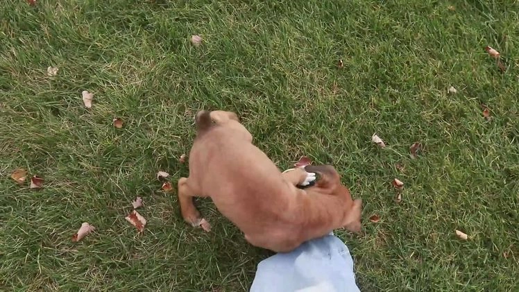 Boxer dogs for sale: Ruby - Video 1
