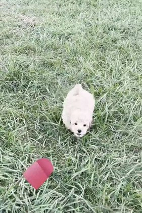 Maltipoo dogs for sale: Spice - Video 1