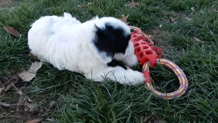 Cockapoo dogs for sale: Selena - Video 2