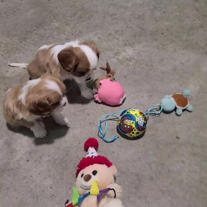 Cavalier King Charles Spaniel dogs for sale: Tyler - Video 1