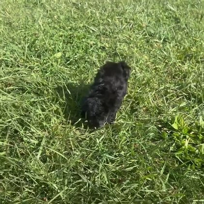 Maltipoo dogs for sale: Natalie - Video 1