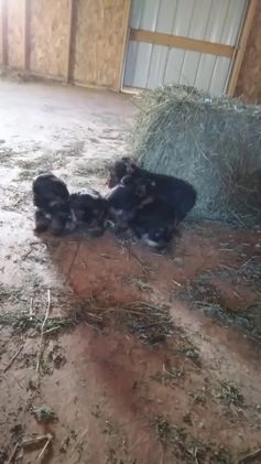 Yorkshire Terrier dogs for sale: Taffy - Video 1