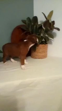 Boxer dogs for sale: Boxer Puppy 2 - Video 1